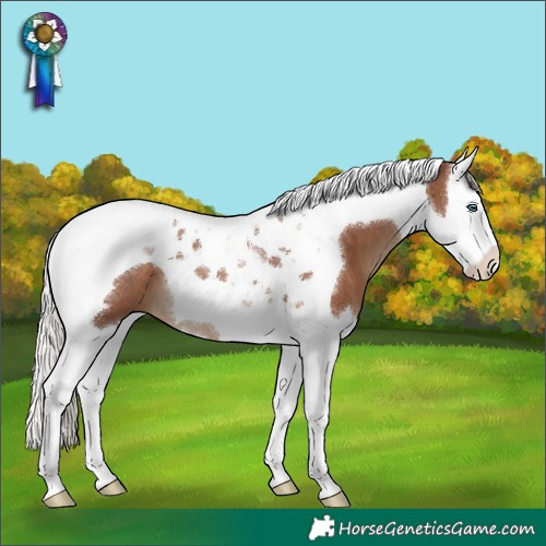 Horse Color:Silver Black Splash Tobiano