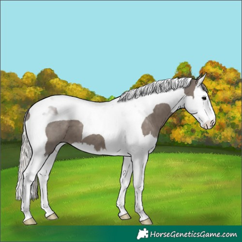Horse Color:Silver Black Splash Tobiano
