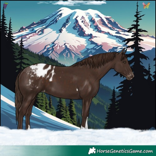 Horse Color:Liver Chestnut Tobiano Appaloosa Rabicano