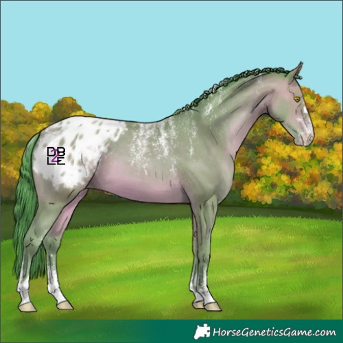 Horse Color:Powder White Watercolor Amber Champagne Appaloosa 