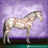 Horse Color:Bay Leopard