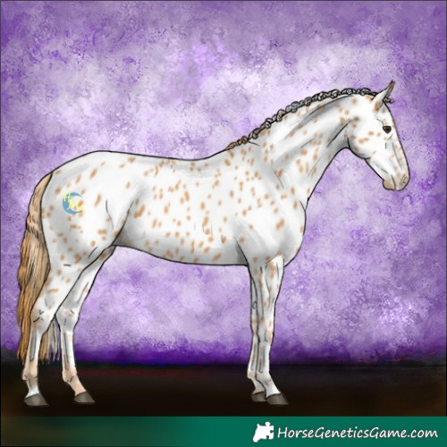 Horse Color:Chestnut Near Leopard