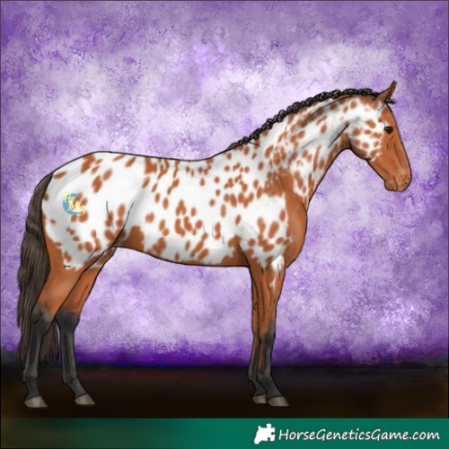 Horse Color:Bay Near Leopard