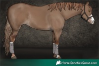 Horse Color:Liver Red Dun Sabino Rabicano 