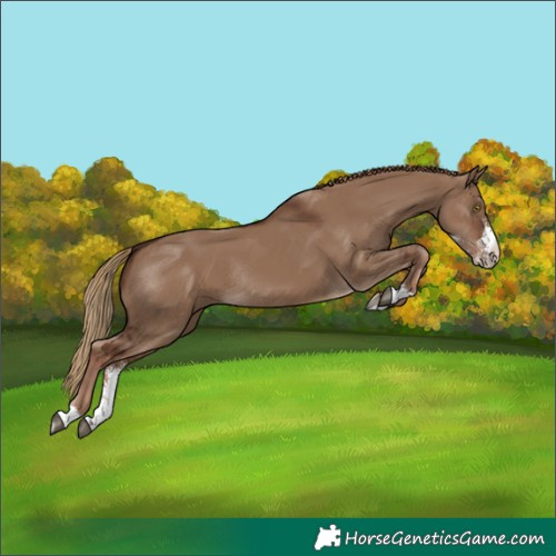 Horse Color:Liver Red Dun Sabino Rabicano