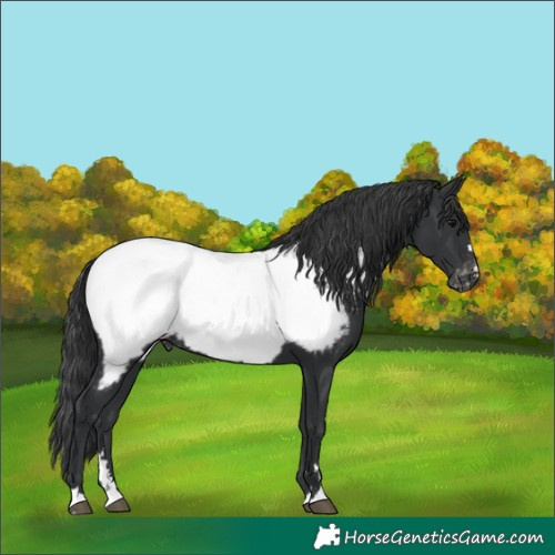 Horse Color:Black Appaloosa