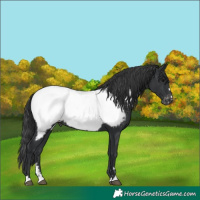 Horse Color:Black Near Fewspot 