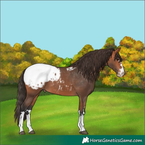 Horse Color:Bay Appaloosa