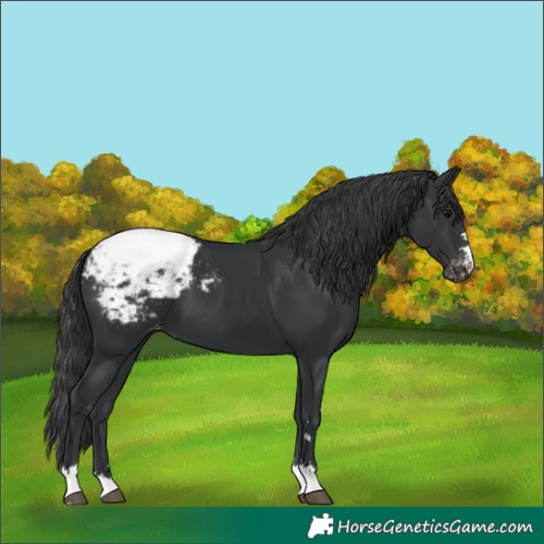 Horse Color:Black Snowcap 