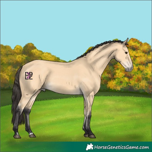 Horse Color:Buckskin