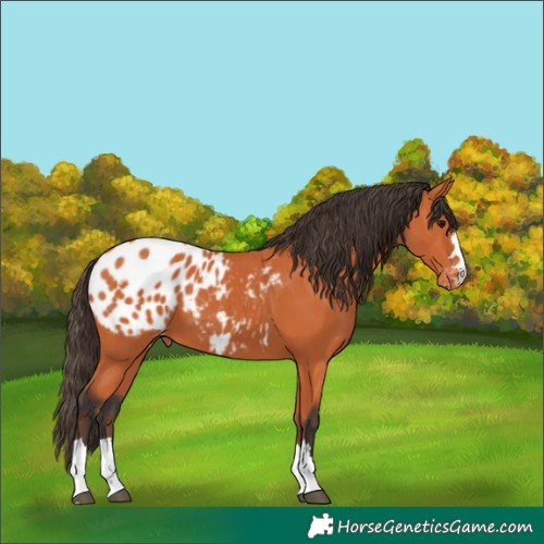 Horse Color:Bay Appaloosa