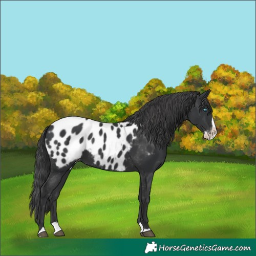 Horse Color:Black Splash Appaloosa