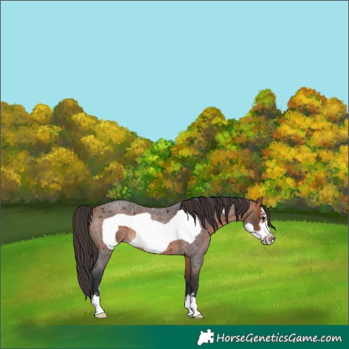 Horse Color:Bay Roan Frame
