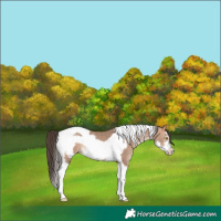 Horse Color:Amber Champagne Tobiano Frame 
