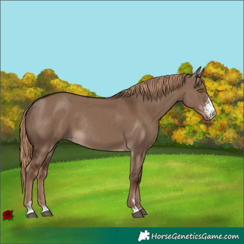 Horse Color:Liver Red Dun Sabino Rabicano