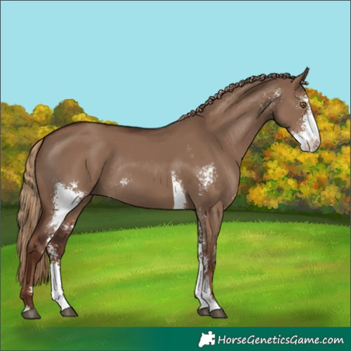 Horse Color:Liver Red Dun Sabino Rabicano