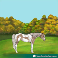 Horse Color:Silver Grullo Tobiano Frame 