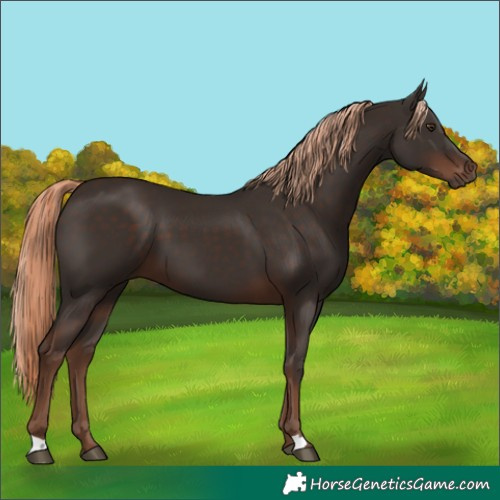 Horse Color:Liver Chestnut