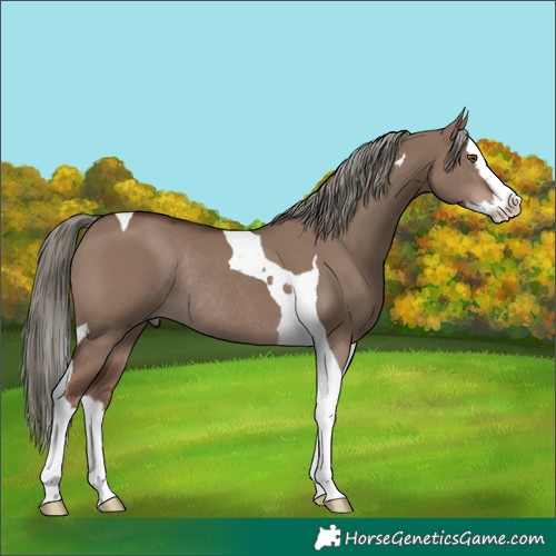 Horse Color:Liver Red Dun Mushroom Splash Tobiano Rabicano