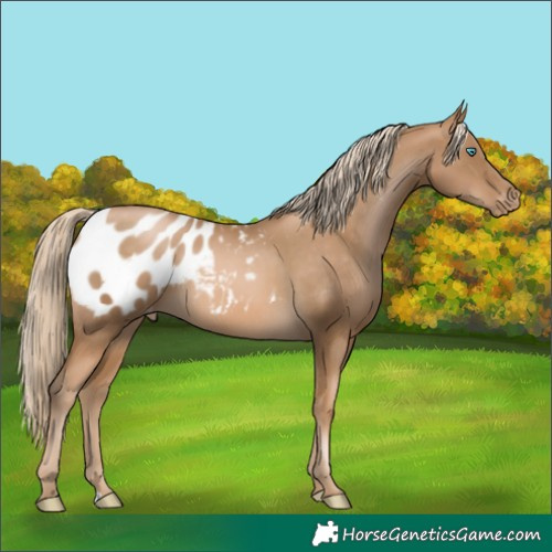 Horse Color:Chocolate Palomino Pearl Appaloosa 