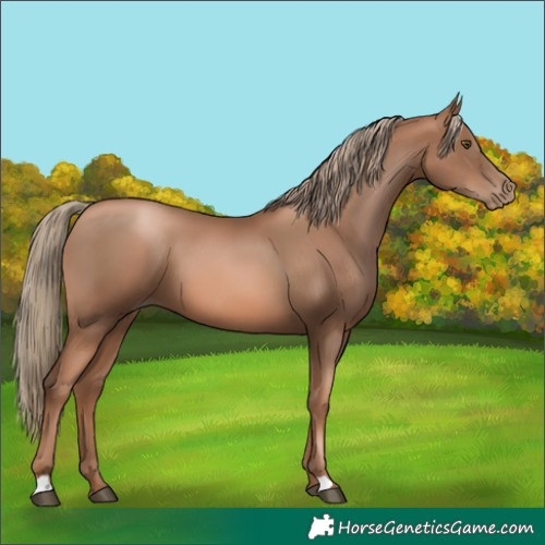 Horse Color:Liver Chestnut Pearl
