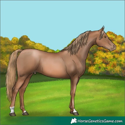 Horse Color:Liver Chestnut Pearl 