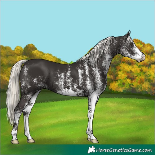 Horse Color:White Spotted Liver Chestnut Mushroom