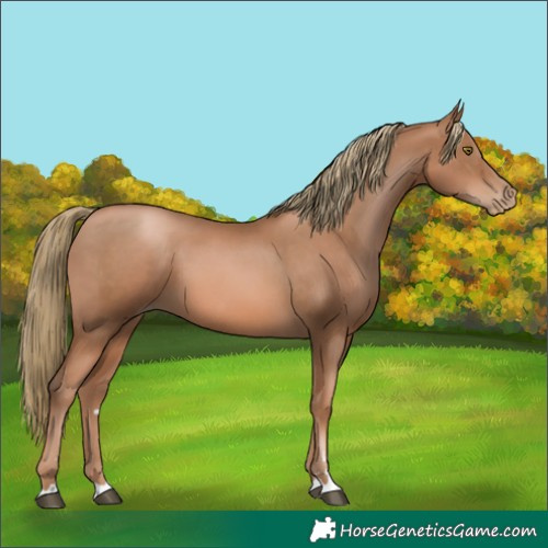 Horse Color:Liver Chestnut Pearl