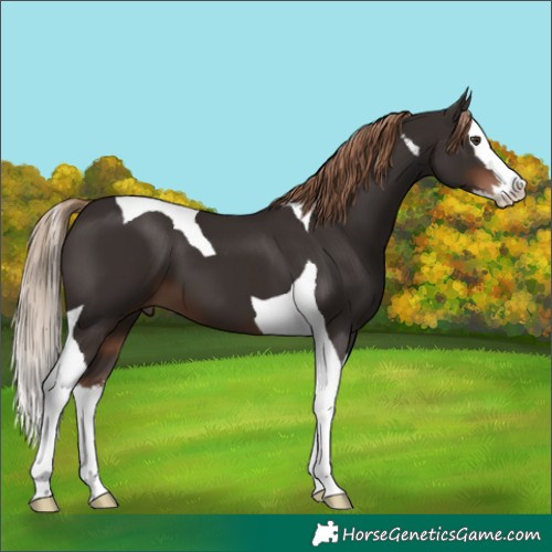 Horse Color:Liver Chestnut Splash Tobiano