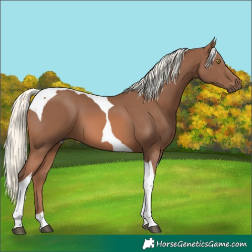 Horse Color:Chestnut Mushroom Tobiano 