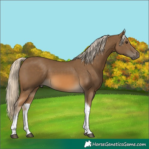 Horse Color:White Spotted Chocolate Palomino Tobiano 