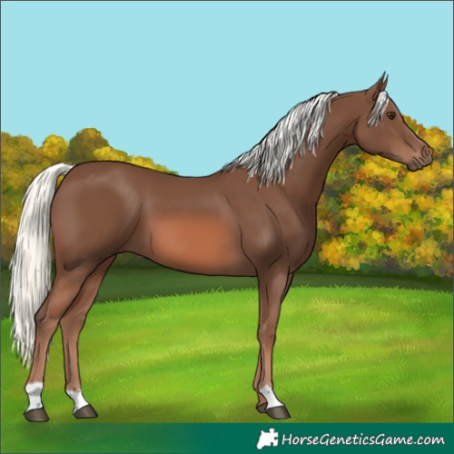 Horse Color:Chestnut Mushroom