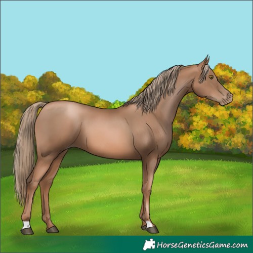 Horse Color:Liver Chestnut Pearl 