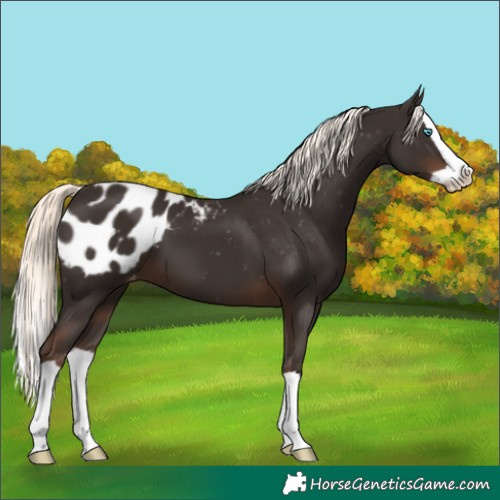 Horse Color:Liver Chestnut Mushroom Splash Blanket
