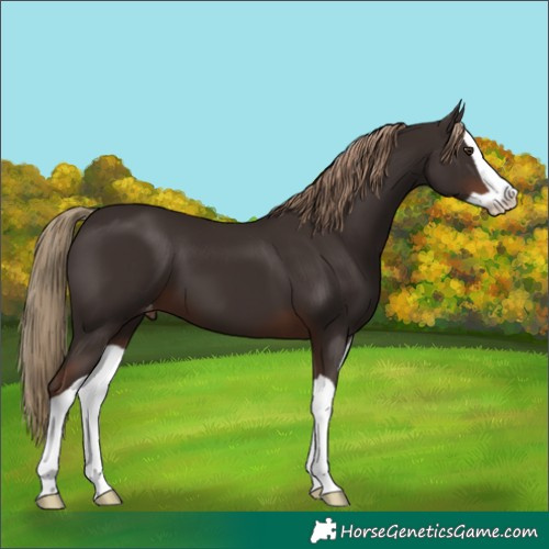 Horse Color:Liver Chestnut Splash Appaloosa