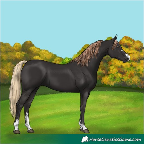 Horse Color:Liver Chestnut