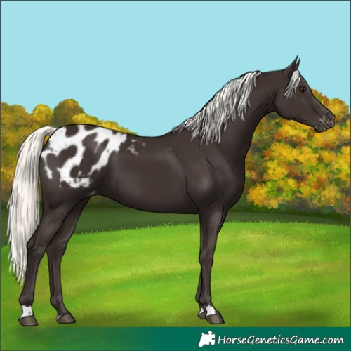 Horse Color:Liver Chestnut Mushroom Appaloosa