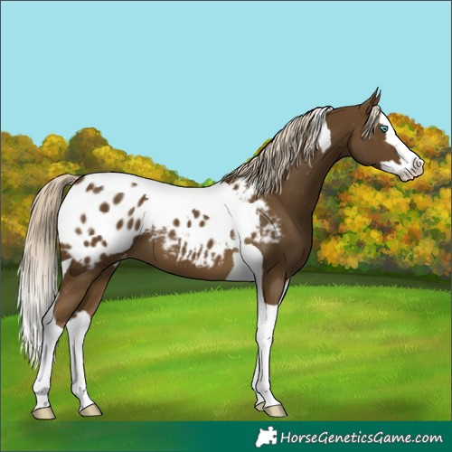 Horse Color:Chocolate Palomino Mushroom Splash Tobiano Appaloosa 