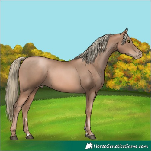 Horse Color:Liver Chestnut Pearl Mushroom Rabicano