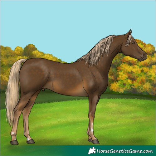 Horse Color:Chocolate Palomino Mushroom