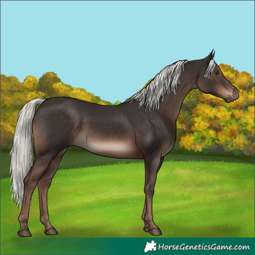 Horse Color:Liver Chestnut Mushroom 