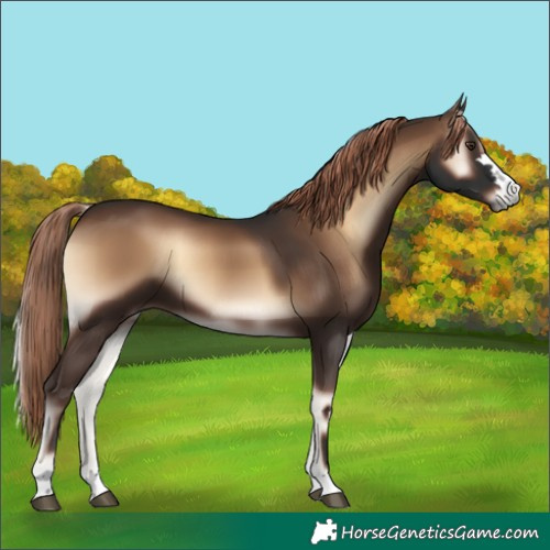 Horse Color:Liver Red Onyx