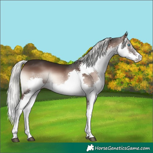 Horse Color:Liver Red Onyx Mushroom Splash