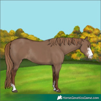 Horse Color:Unknown 