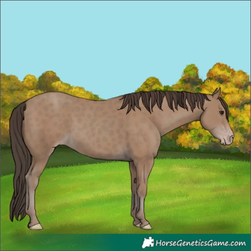 Horse Color:Unknown 
