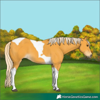 Horse Color:Palomino Tobiano 