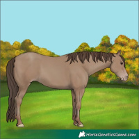 Horse Color:Classic Champagne Rabicano 