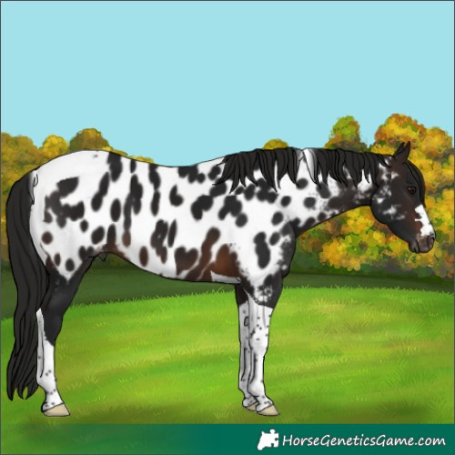 Horse Color:Gray Bay Tobiano Appaloosa 