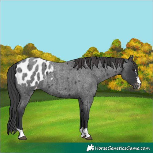 Horse Color:Blue Roan Appaloosa