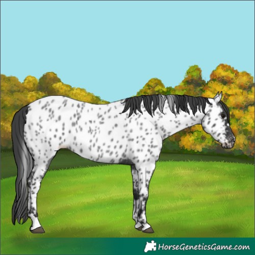 Horse Color:Blue Roan Appaloosa 